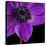 Purple Flower on Black 04-Tom Quartermaine-Stretched Canvas