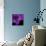 Purple Flower on Black 04-Tom Quartermaine-Giclee Print displayed on a wall