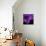Purple Flower on Black 04-Tom Quartermaine-Giclee Print displayed on a wall