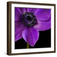 Purple Flower on Black 04-Tom Quartermaine-Framed Giclee Print