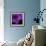 Purple Flower on Black 04-Tom Quartermaine-Framed Giclee Print displayed on a wall