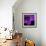 Purple Flower on Black 04-Tom Quartermaine-Framed Giclee Print displayed on a wall