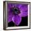 Purple Flower on Black 04-Tom Quartermaine-Framed Giclee Print