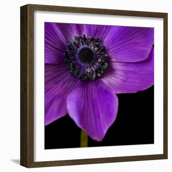 Purple Flower on Black 04-Tom Quartermaine-Framed Giclee Print