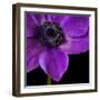 Purple Flower on Black 04-Tom Quartermaine-Framed Giclee Print