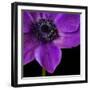 Purple Flower on Black 04-Tom Quartermaine-Framed Giclee Print