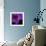 Purple Flower on Black 04-Tom Quartermaine-Framed Giclee Print displayed on a wall