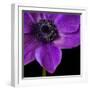 Purple Flower on Black 04-Tom Quartermaine-Framed Giclee Print