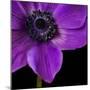Purple Flower on Black 04-Tom Quartermaine-Mounted Giclee Print