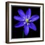 Purple Flower on Black-Tom Quartermaine-Framed Giclee Print