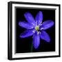 Purple Flower on Black-Tom Quartermaine-Framed Giclee Print