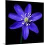 Purple Flower on Black-Tom Quartermaine-Mounted Giclee Print