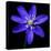 Purple Flower on Black-Tom Quartermaine-Stretched Canvas