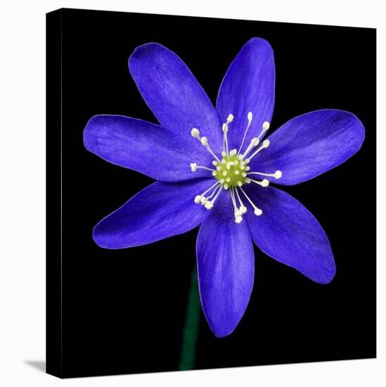 Purple Flower on Black-Tom Quartermaine-Stretched Canvas