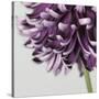 Purple Flower on Grey-Tom Quartermaine-Stretched Canvas