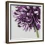 Purple Flower on Grey-Tom Quartermaine-Framed Giclee Print