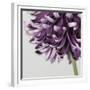 Purple Flower on Grey-Tom Quartermaine-Framed Giclee Print