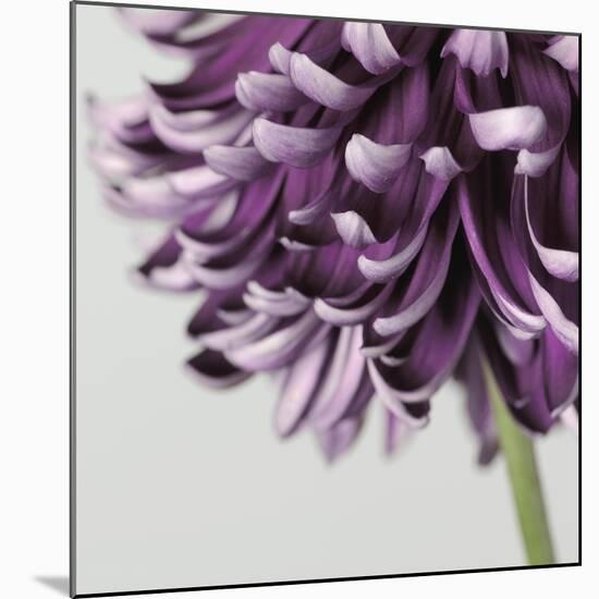 Purple Flower on Grey-Tom Quartermaine-Mounted Giclee Print