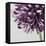 Purple Flower on Grey-Tom Quartermaine-Framed Stretched Canvas