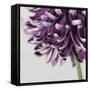 Purple Flower on Grey-Tom Quartermaine-Framed Stretched Canvas