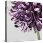 Purple Flower on Grey-Tom Quartermaine-Stretched Canvas