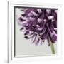 Purple Flower on Grey-Tom Quartermaine-Framed Giclee Print