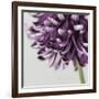 Purple Flower on Grey-Tom Quartermaine-Framed Giclee Print