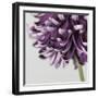 Purple Flower on Grey-Tom Quartermaine-Framed Giclee Print