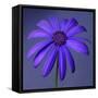 Purple Flower on Purple 03-Tom Quartermaine-Framed Stretched Canvas