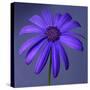 Purple Flower on Purple 03-Tom Quartermaine-Stretched Canvas