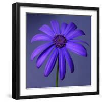 Purple Flower on Purple 03-Tom Quartermaine-Framed Giclee Print