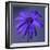 Purple Flower on Purple 03-Tom Quartermaine-Framed Giclee Print