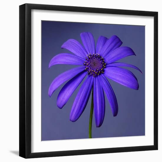 Purple Flower on Purple 03-Tom Quartermaine-Framed Giclee Print