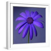 Purple Flower on Purple 03-Tom Quartermaine-Framed Giclee Print