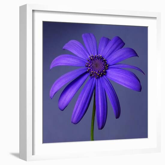 Purple Flower on Purple 03-Tom Quartermaine-Framed Giclee Print