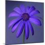 Purple Flower on Purple 03-Tom Quartermaine-Mounted Giclee Print