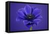 Purple Flower on Purple-Tom Quartermaine-Framed Stretched Canvas