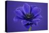 Purple Flower on Purple-Tom Quartermaine-Stretched Canvas