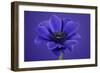 Purple Flower on Purple-Tom Quartermaine-Framed Giclee Print