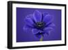 Purple Flower on Purple-Tom Quartermaine-Framed Giclee Print