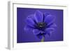 Purple Flower on Purple-Tom Quartermaine-Framed Giclee Print