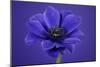 Purple Flower on Purple-Tom Quartermaine-Mounted Giclee Print