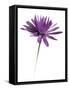 Purple Flower on White 02-Tom Quartermaine-Framed Stretched Canvas