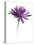 Purple Flower on White 02-Tom Quartermaine-Stretched Canvas