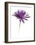 Purple Flower on White 02-Tom Quartermaine-Framed Giclee Print