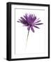 Purple Flower on White 02-Tom Quartermaine-Framed Giclee Print