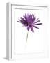 Purple Flower on White 02-Tom Quartermaine-Framed Giclee Print