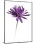 Purple Flower on White 02-Tom Quartermaine-Mounted Giclee Print