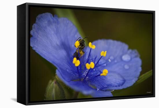 Purple Flower with a Bee-Gordon Semmens-Framed Stretched Canvas