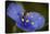 Purple Flower with a Bee-Gordon Semmens-Stretched Canvas